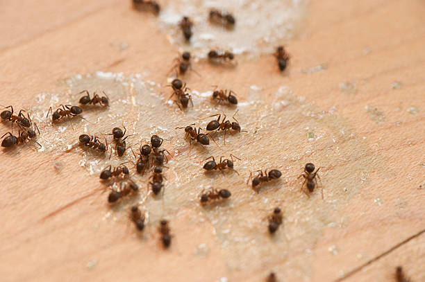 Best Exterminator Services  in Villanova, PA