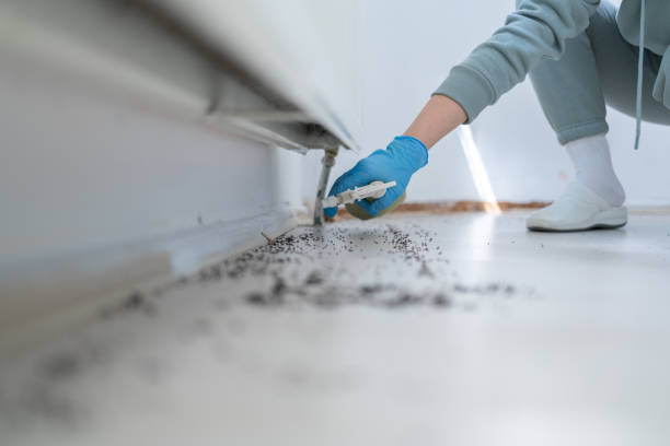 Flea Control Services in Villanova, PA